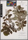Foto von Salix caprea L.
